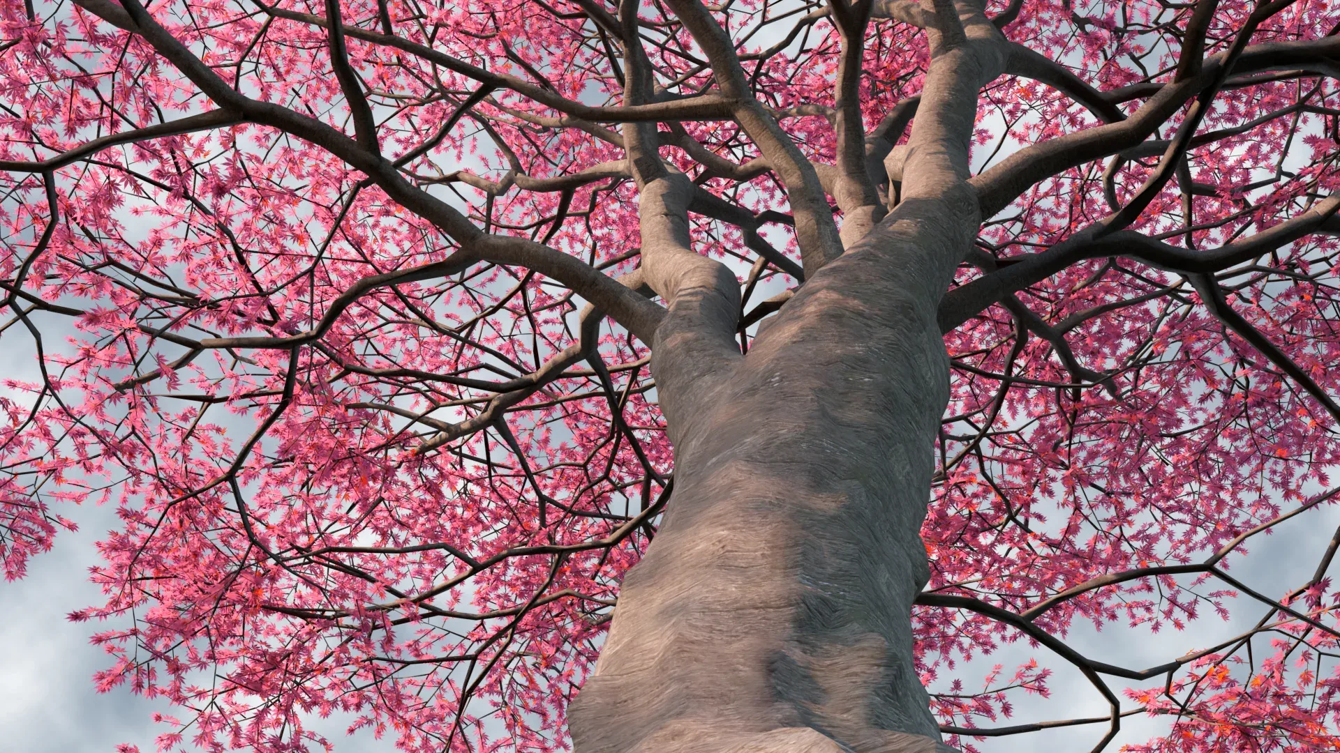 Red Maple Trees