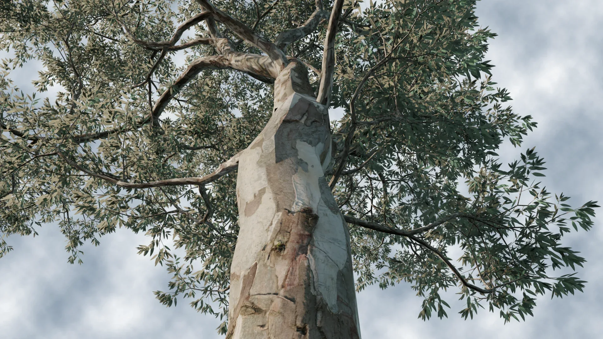 Eucalyptus Willow Trees