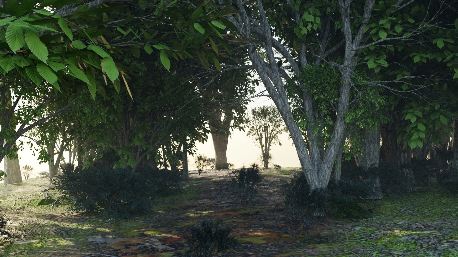 Forest
