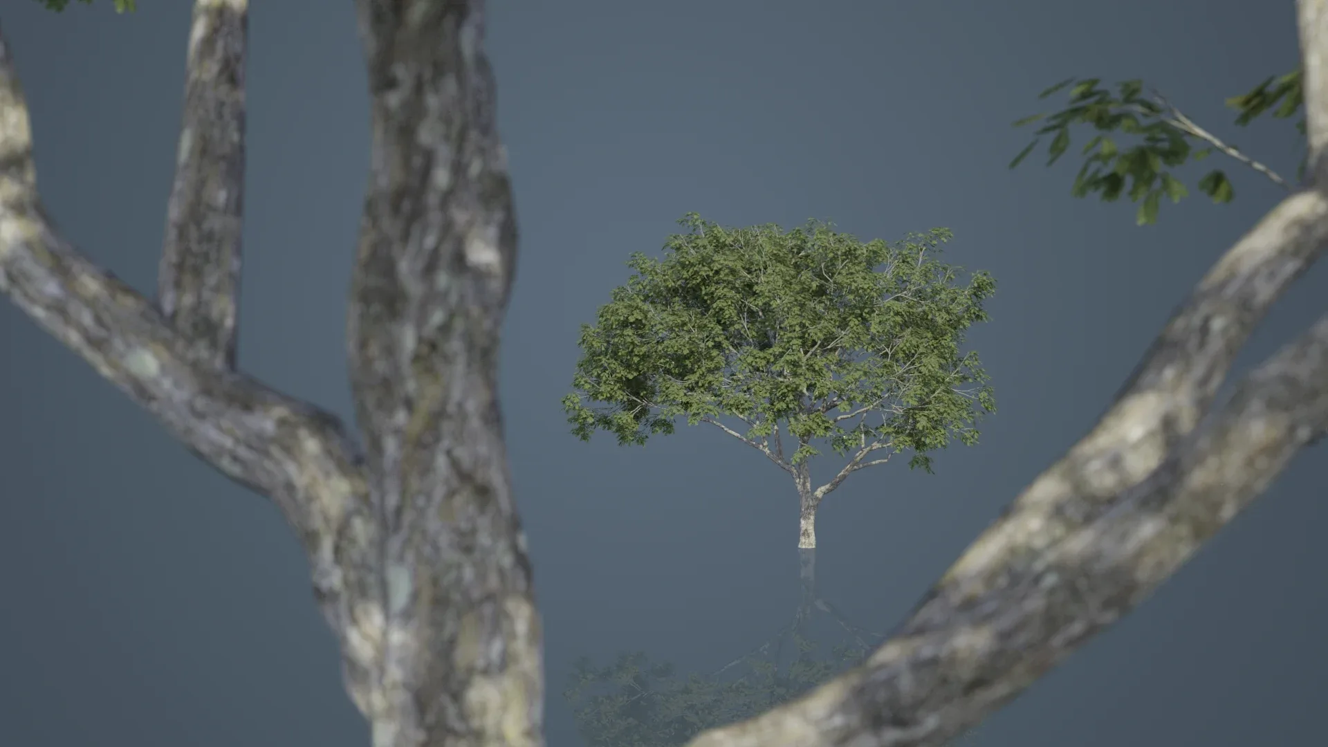 Rain Trees Pack