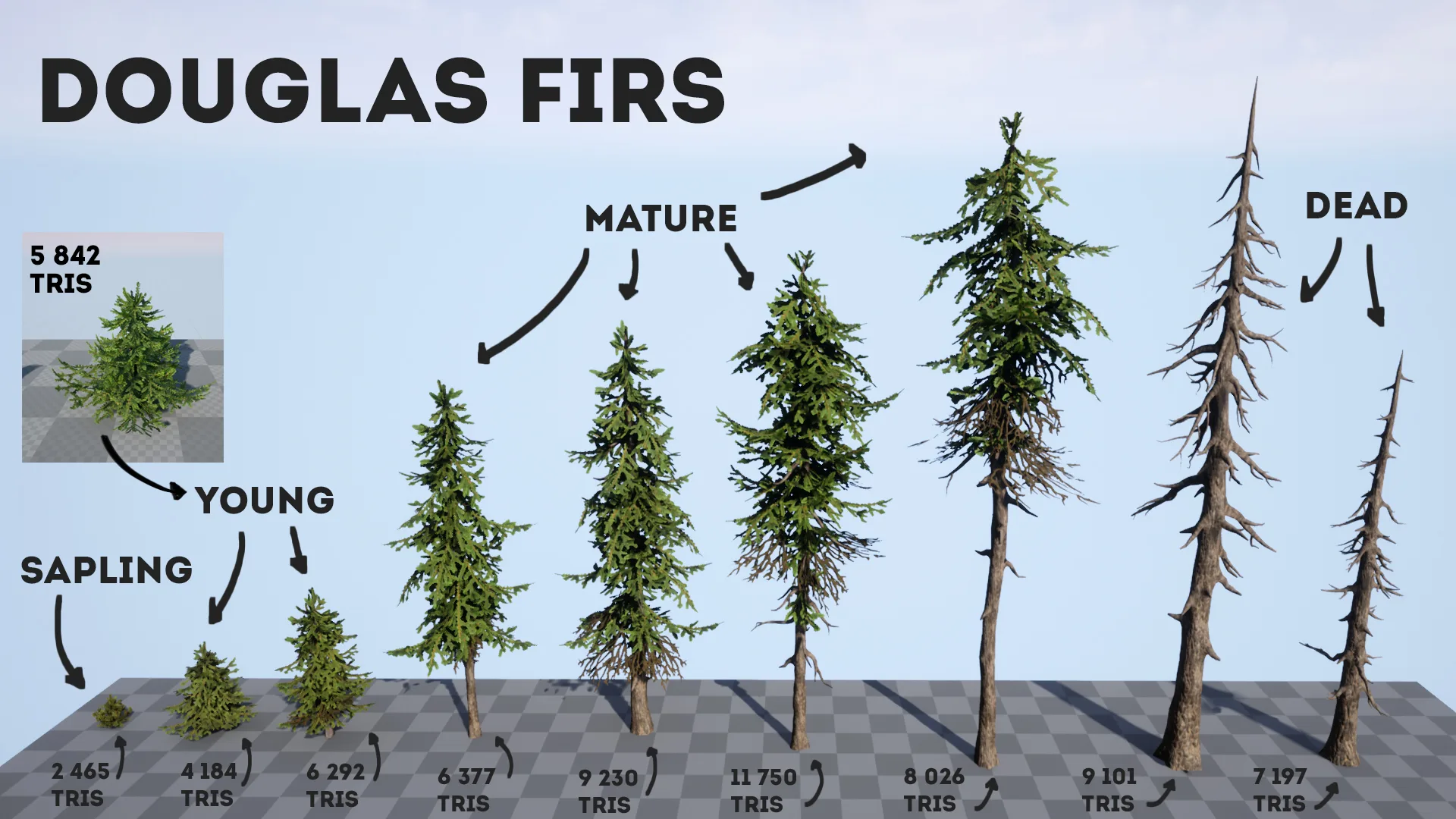 Douglas Firs Pack