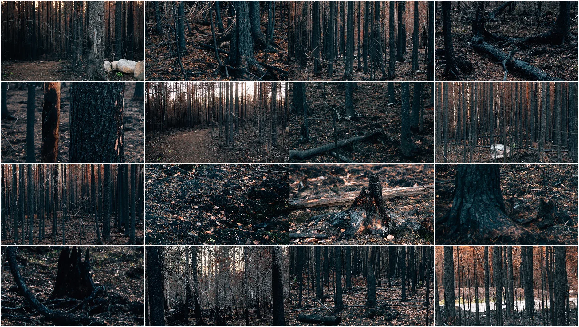 400 Burnt Forest Reference Pictures