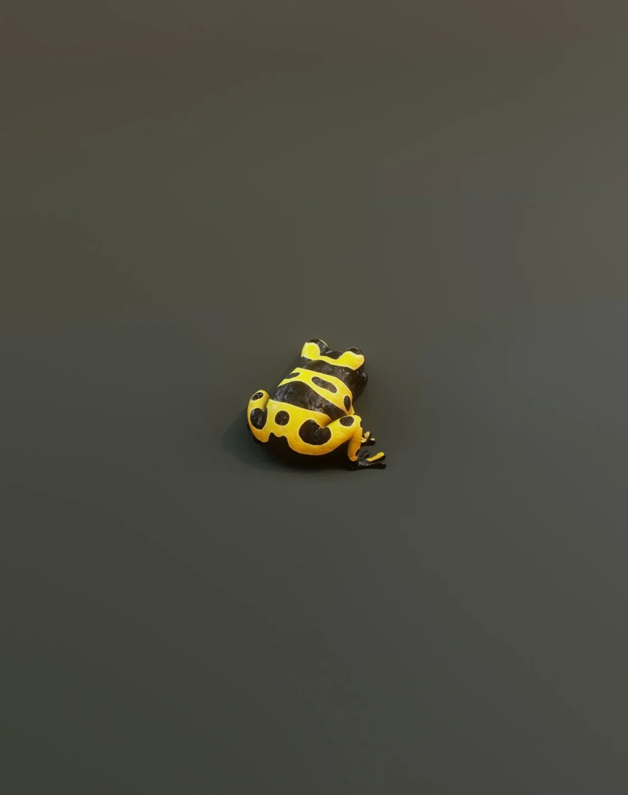Cartoon Yellow-banded Frog Animated 3D Model