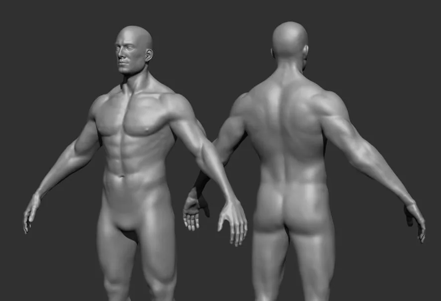 Human Anatomy Base Sculpture High Poly 3D Model