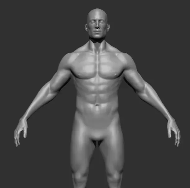 Human Anatomy Base Sculpture High Poly 3D Model