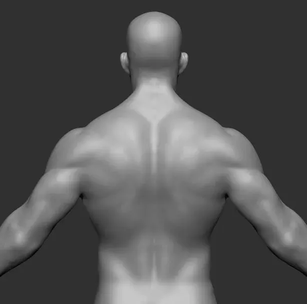 Human Anatomy Base Sculpture High Poly 3D Model