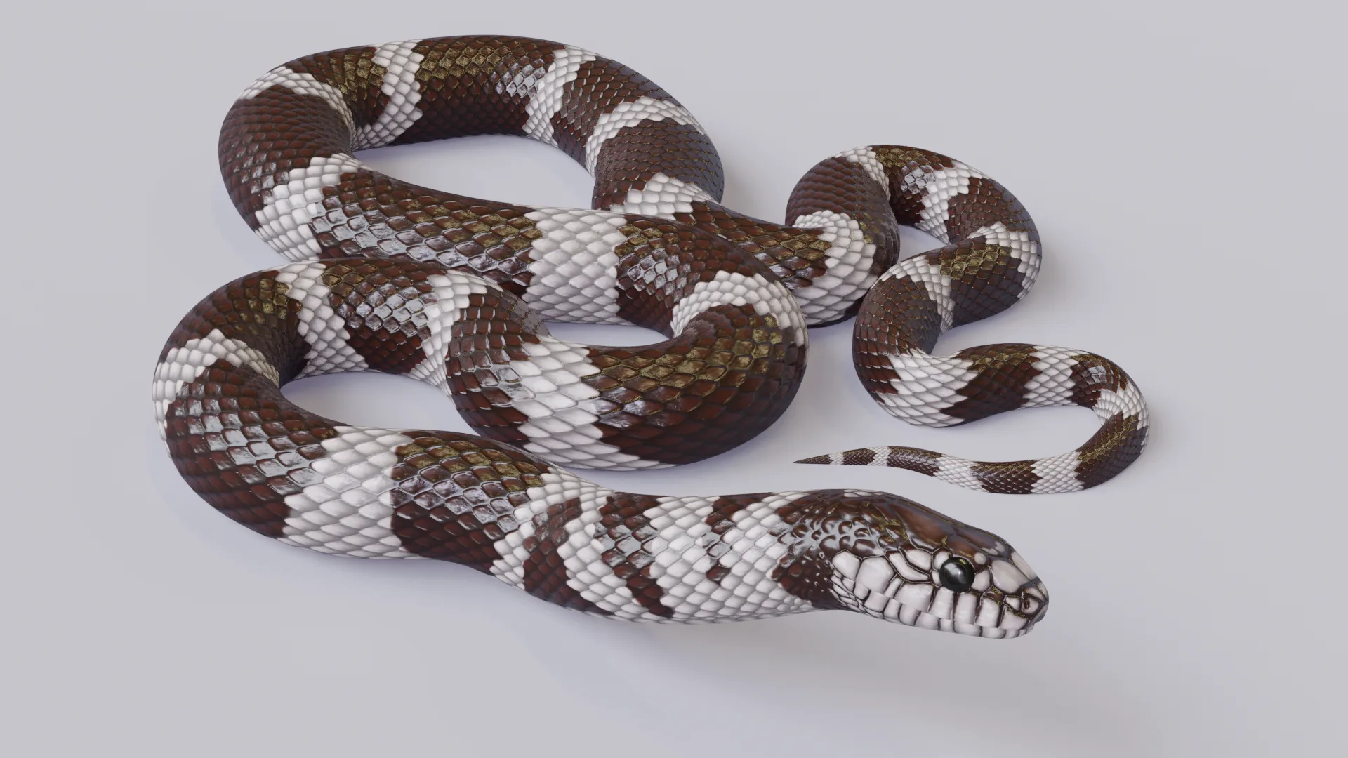 California Kingsnake - Animated