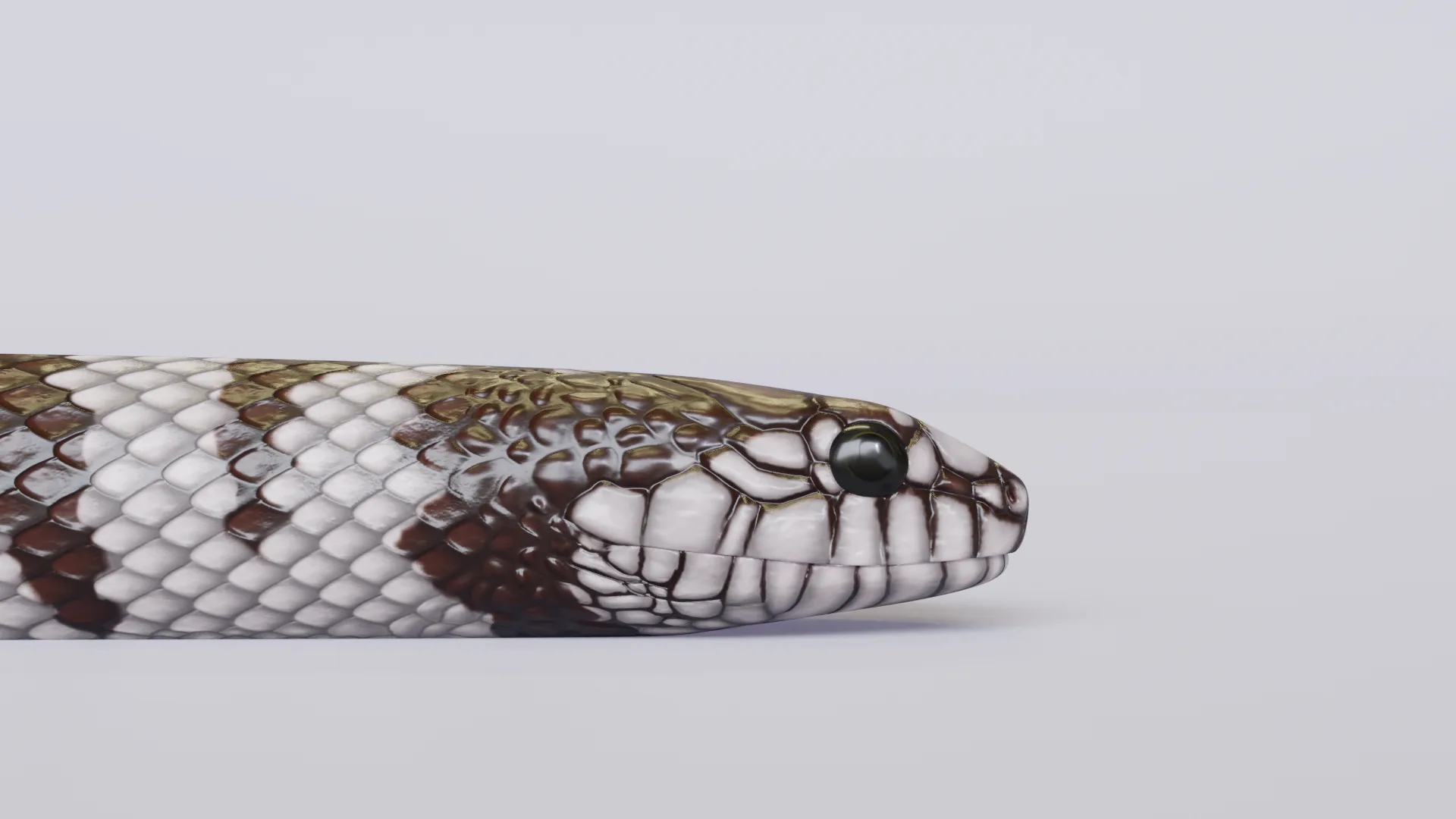 California Kingsnake - Animated