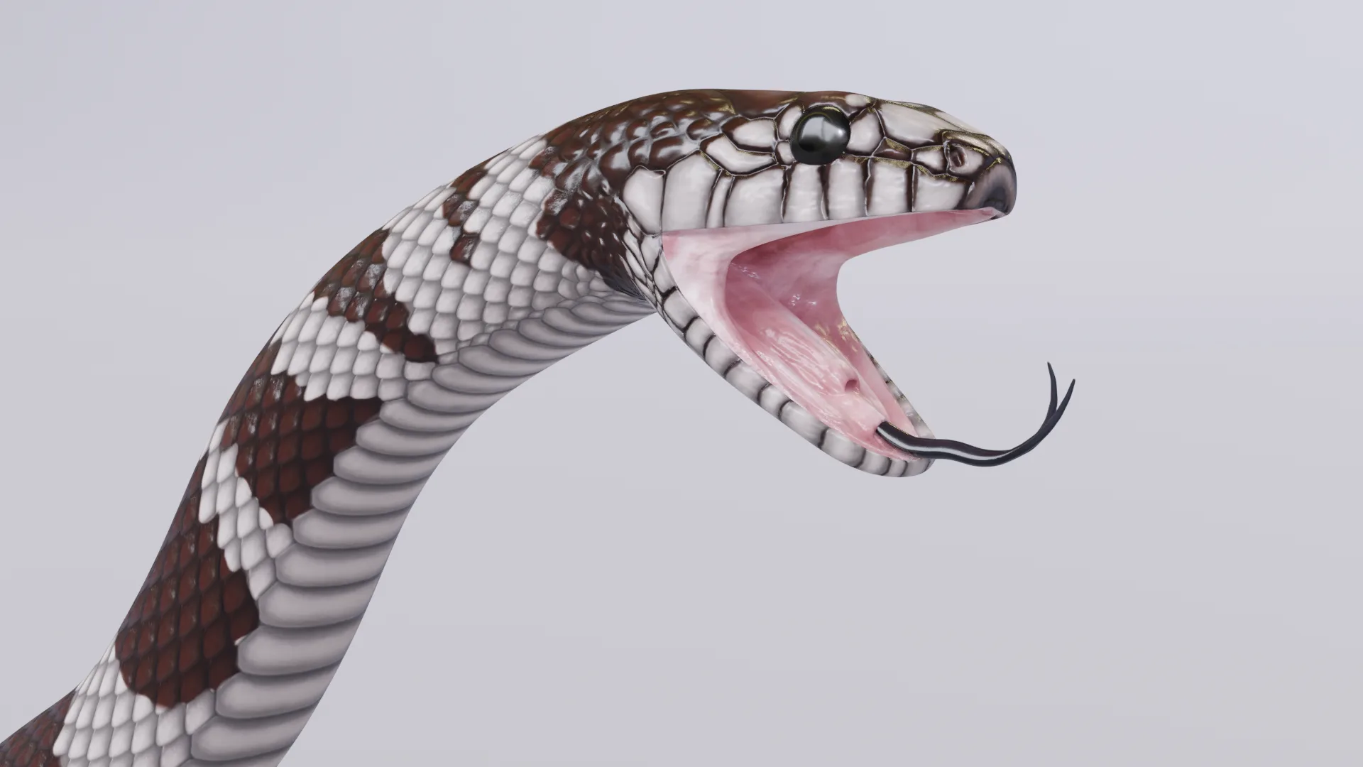 California Kingsnake - Animated