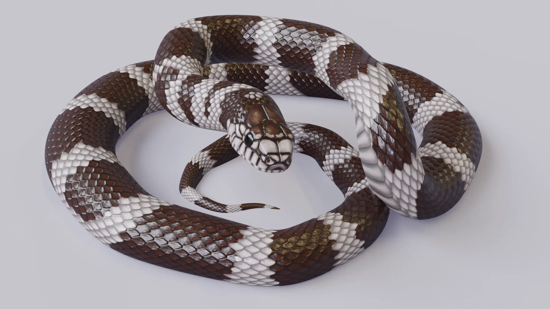 California Kingsnake - Animated