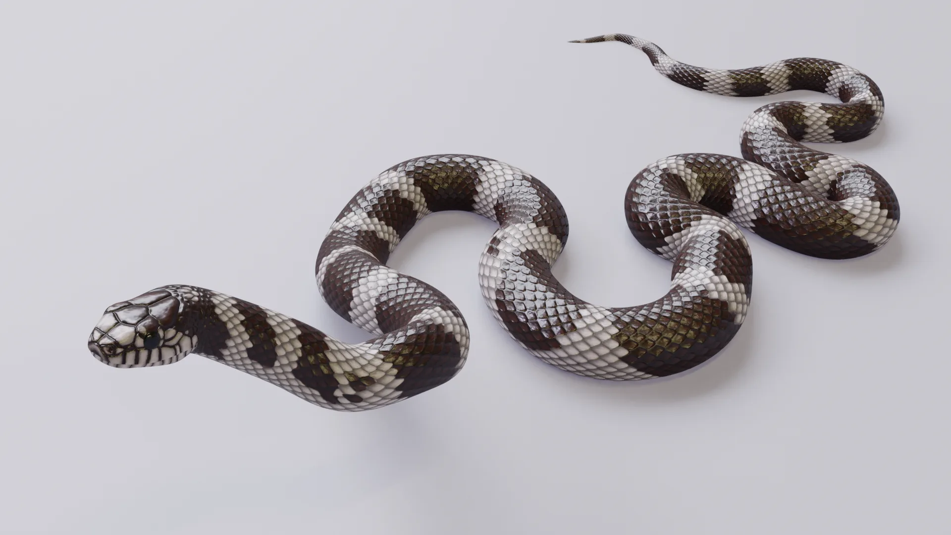 California Kingsnake - Animated