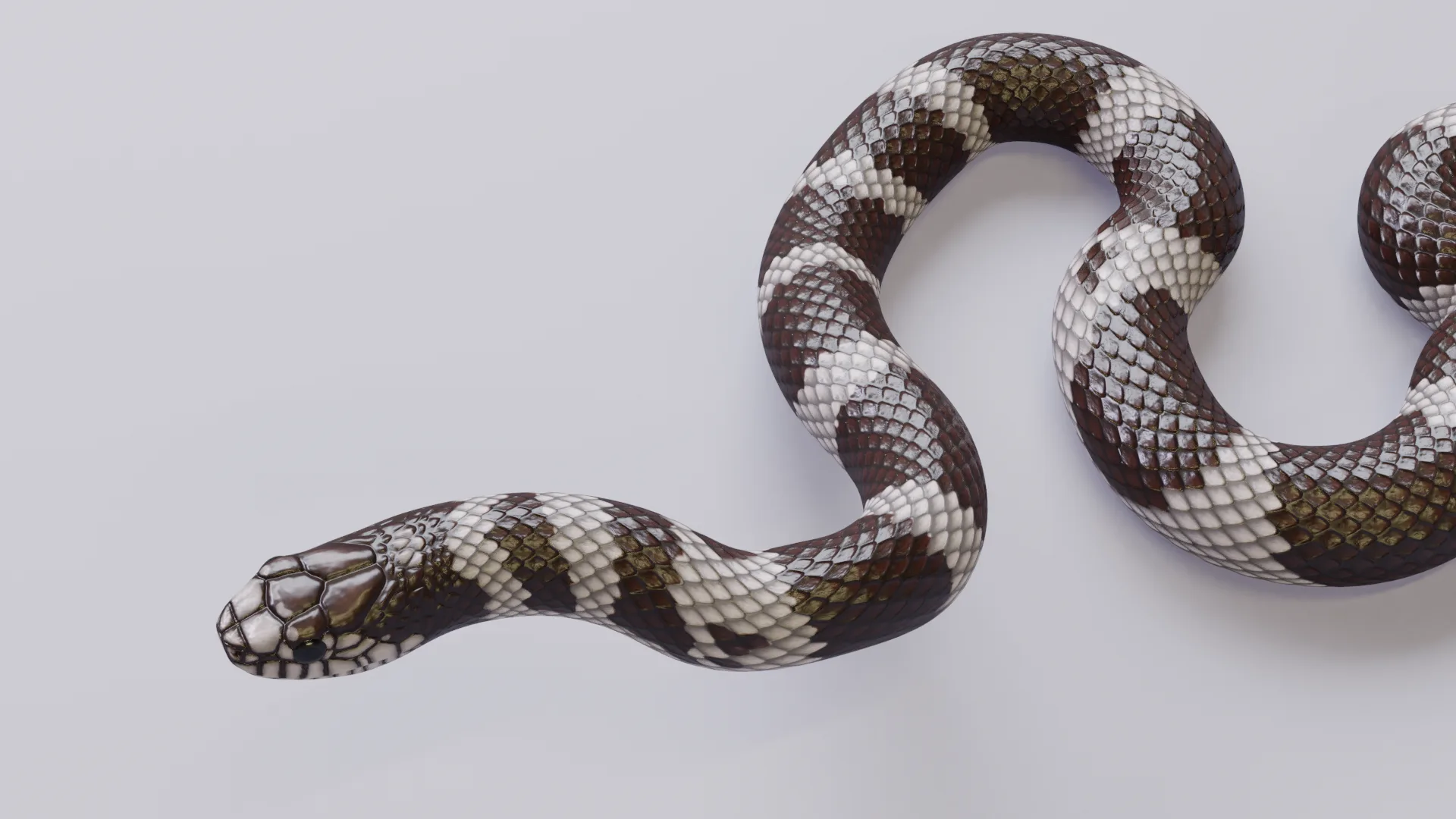 California Kingsnake - Animated