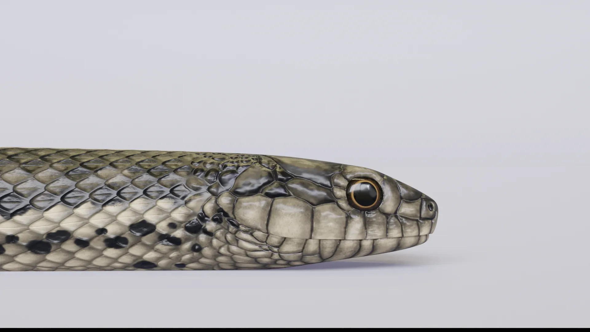 Garter Snake - Animated