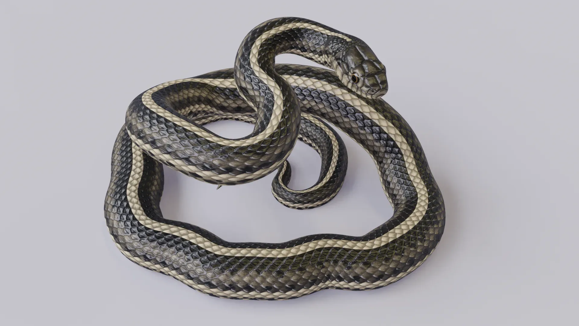 Garter Snake - Animated