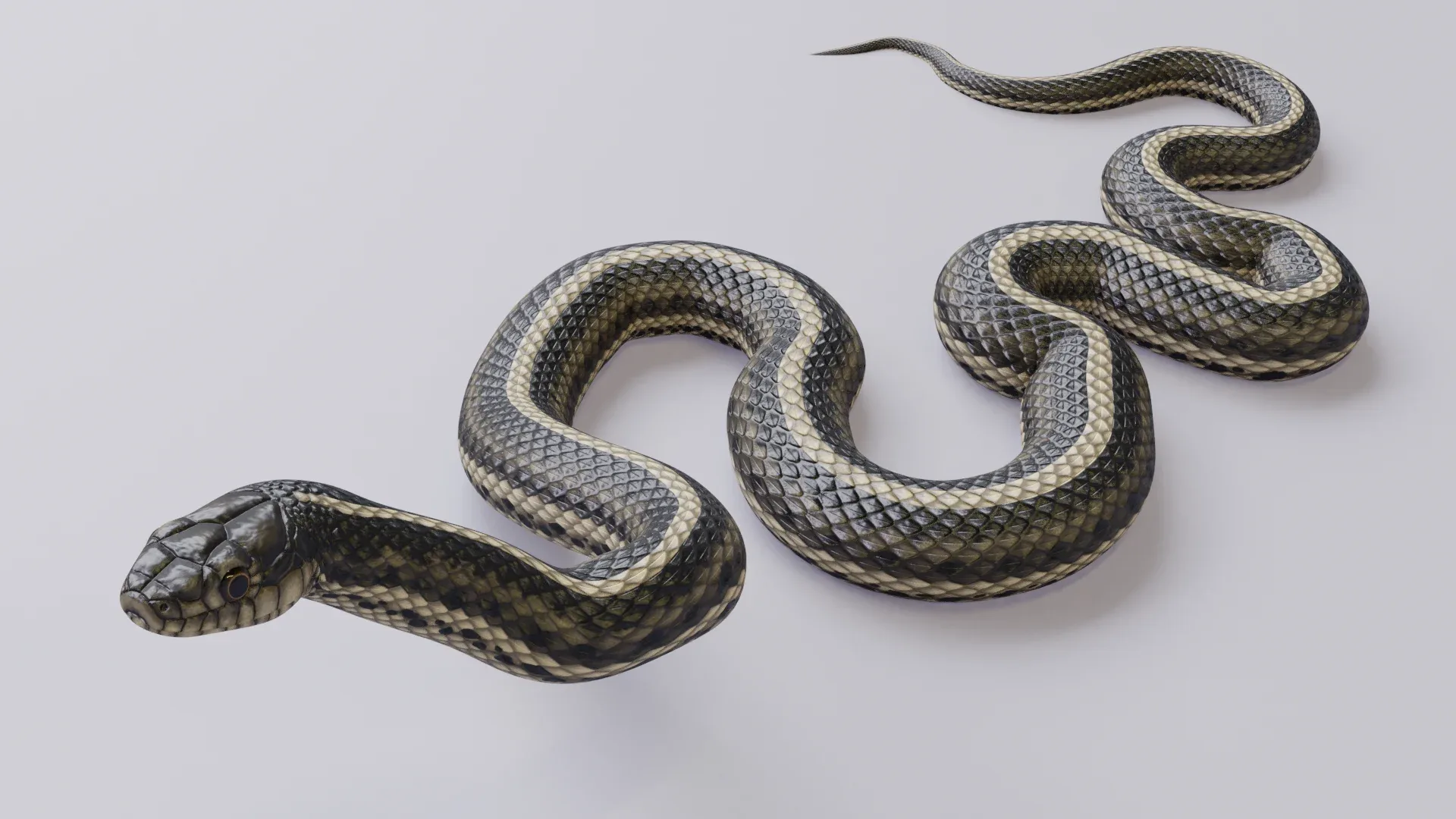 Garter Snake - Animated