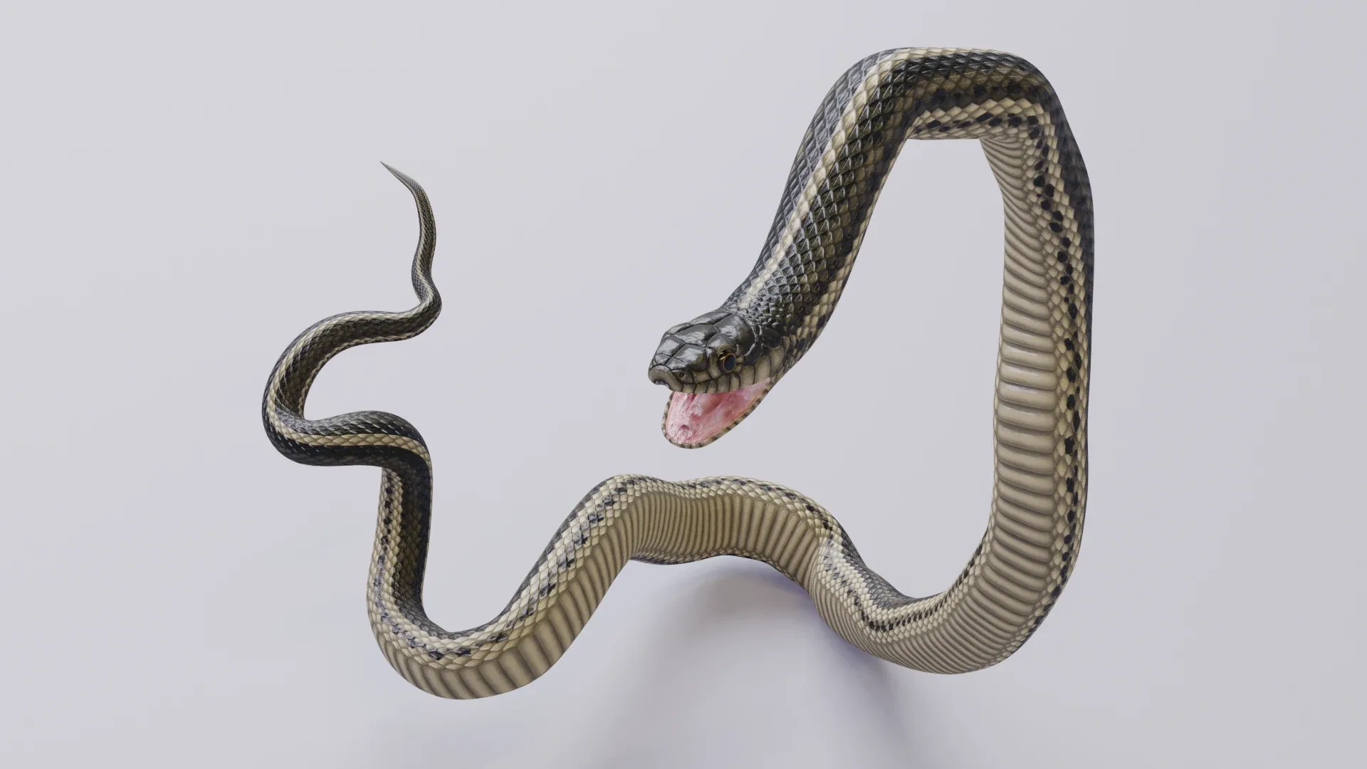 Garter Snake - Animated