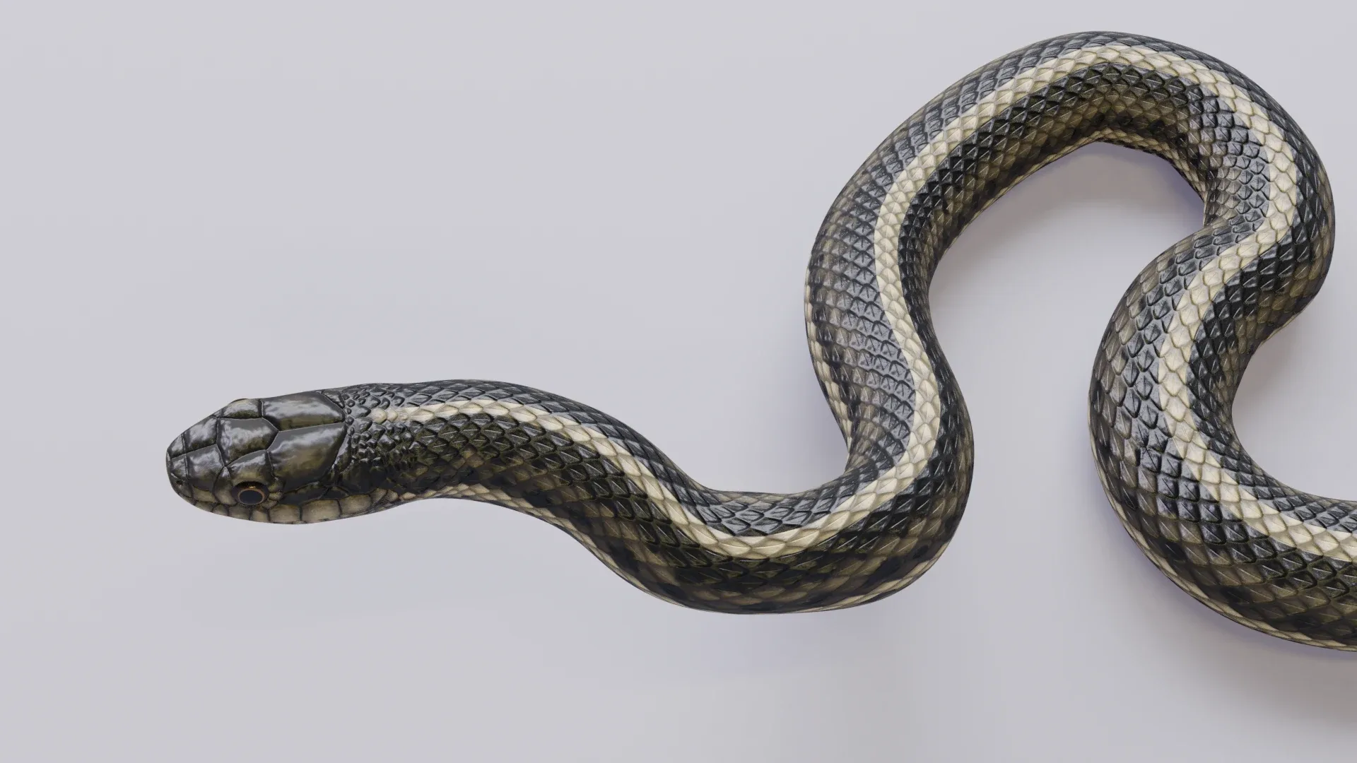 Garter Snake - Animated