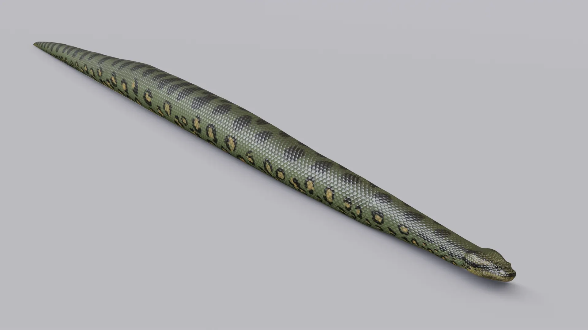 Green Anaconda - Animated