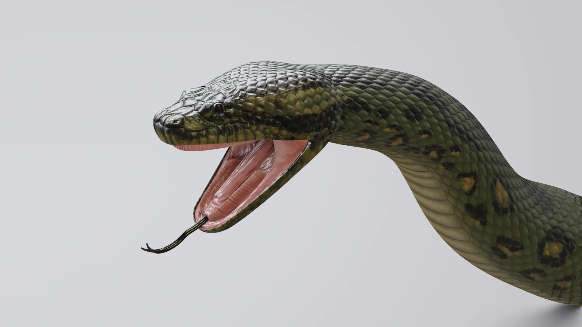 Green Anaconda - Animated