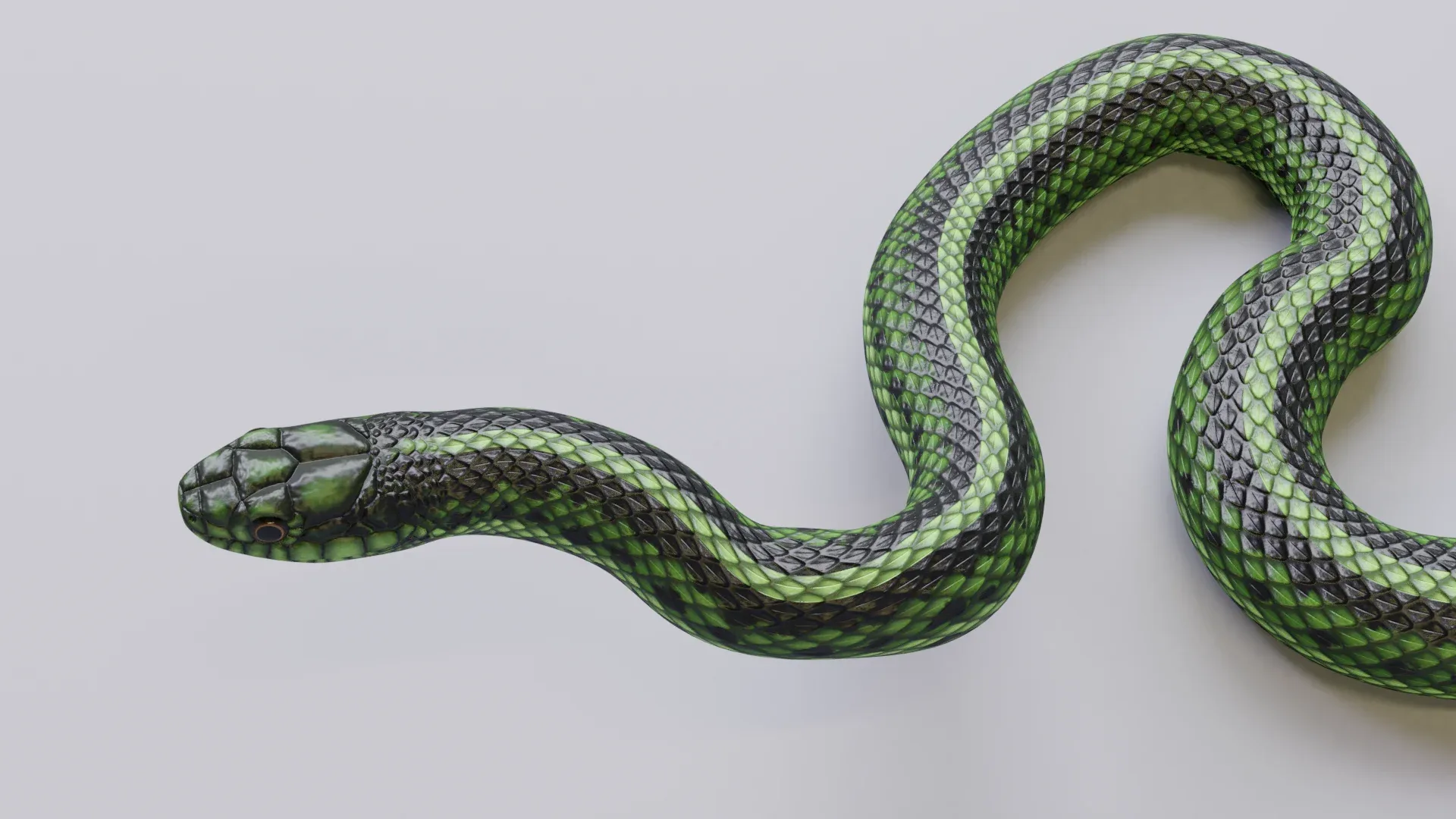 Green Snake - Animated