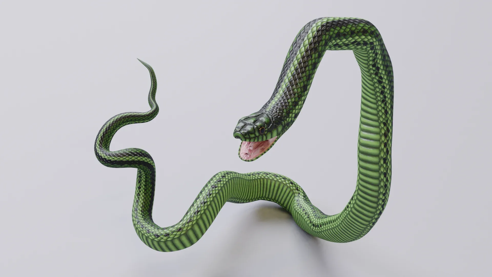 Green Snake - Animated