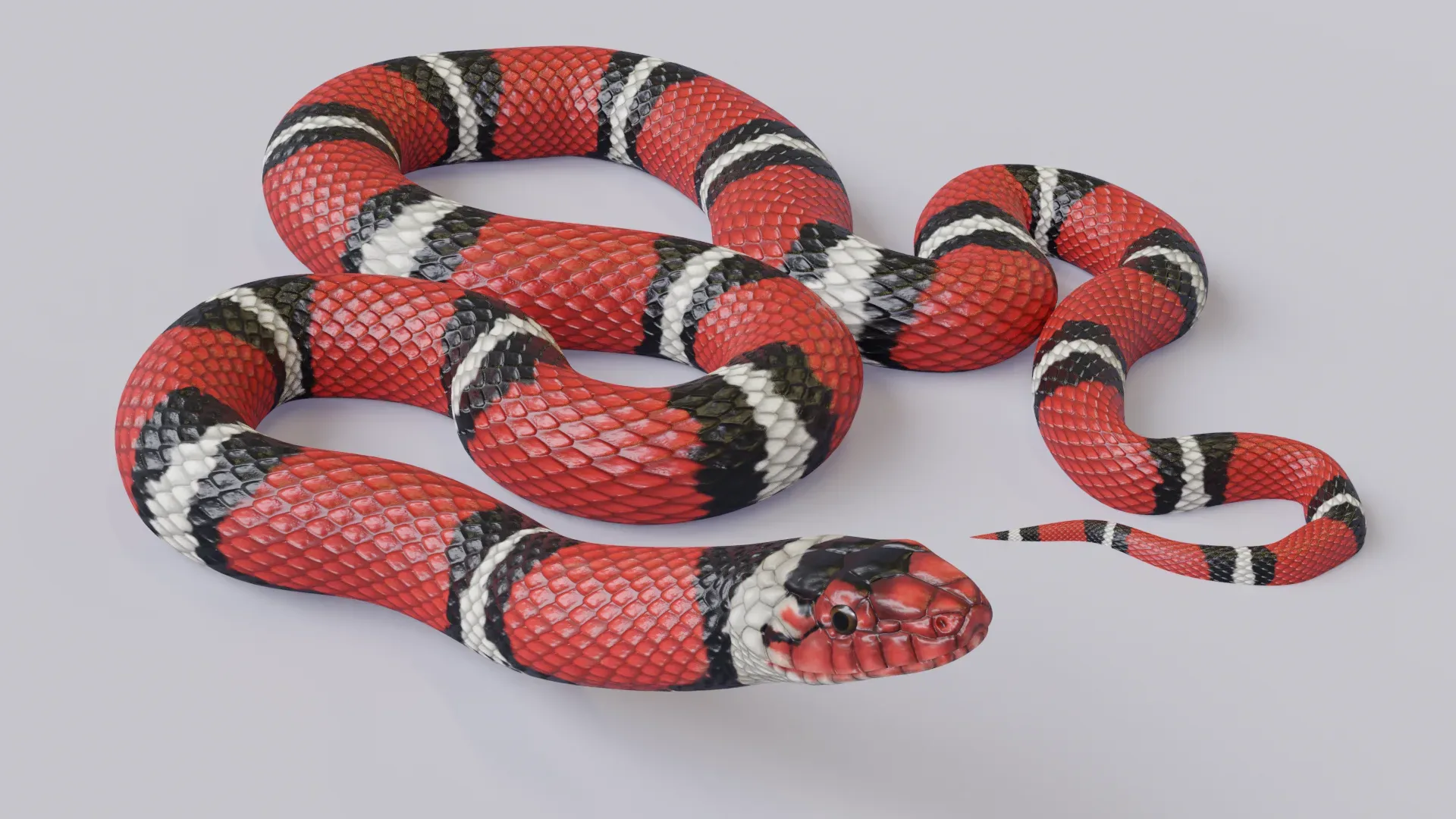 Scarlet King Snake - Animated