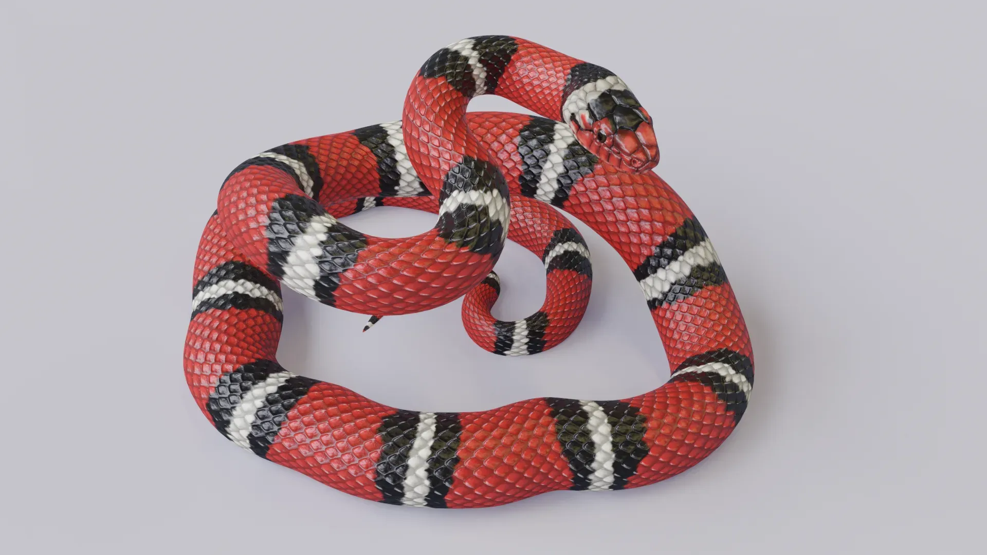 Scarlet King Snake - Animated