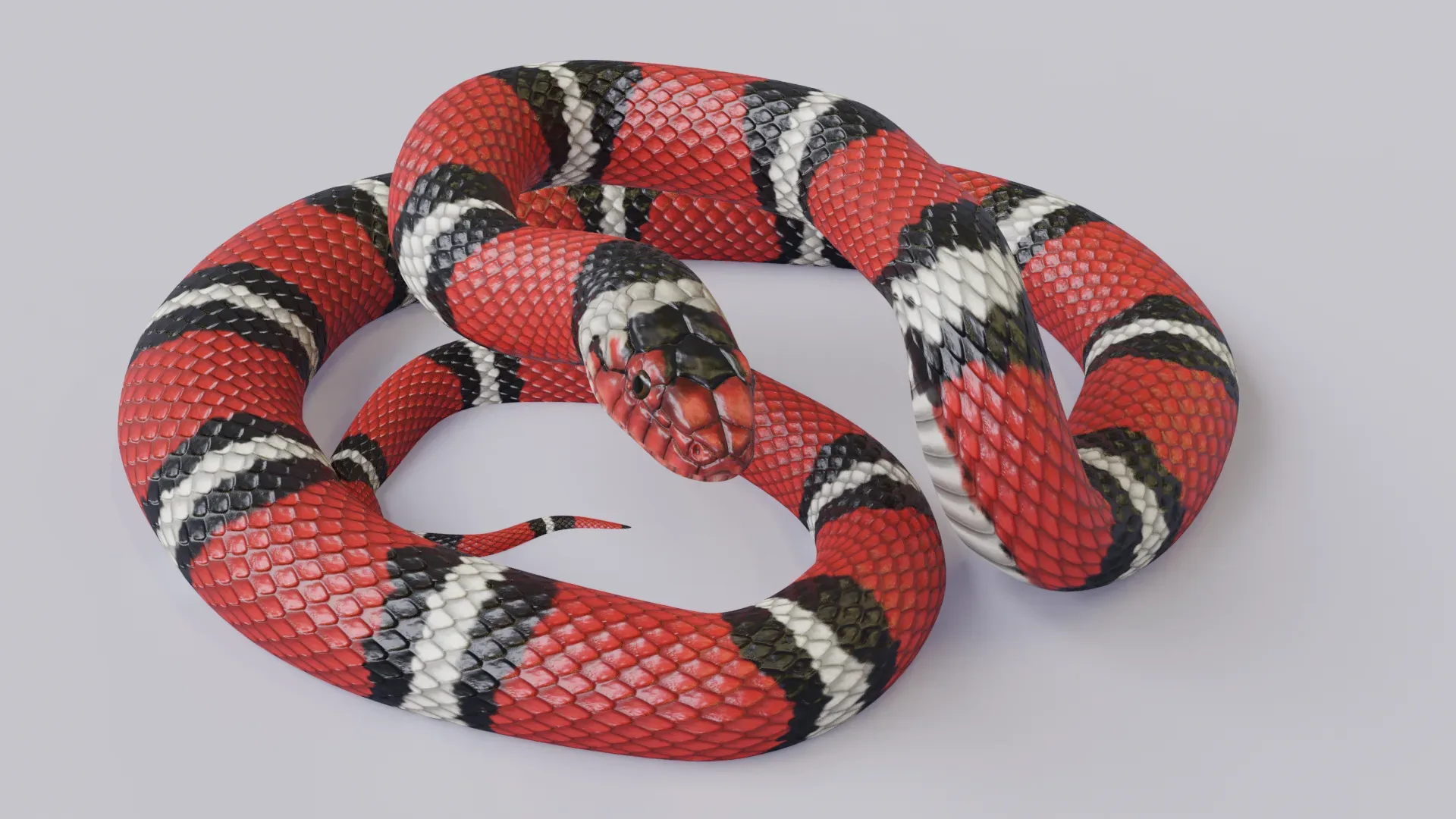 Scarlet King Snake - Animated