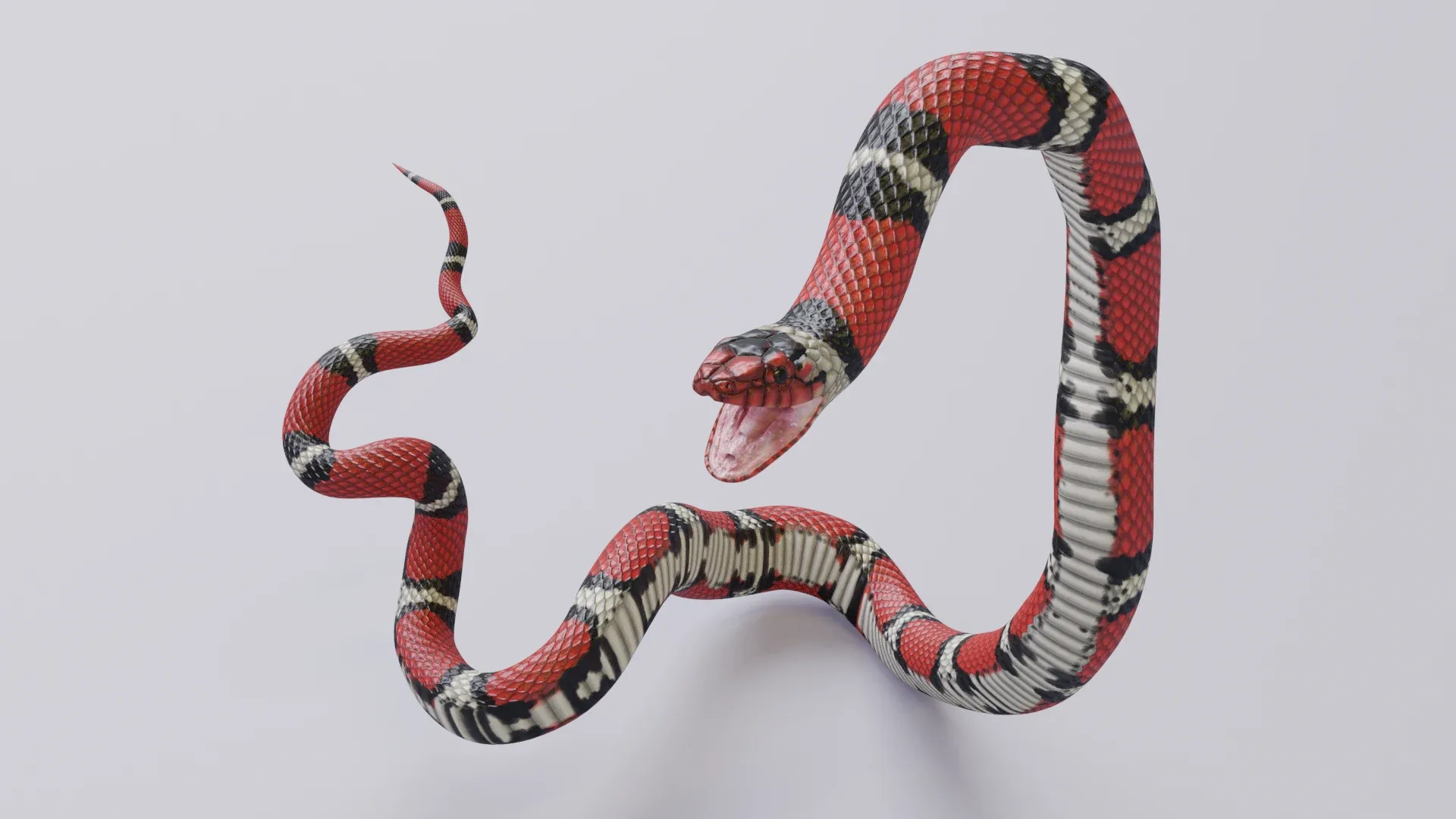 Scarlet King Snake - Animated