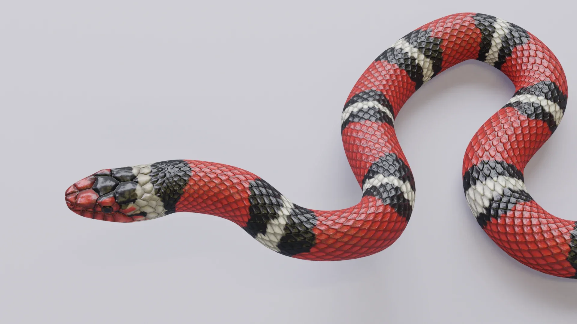 Scarlet King Snake - Animated