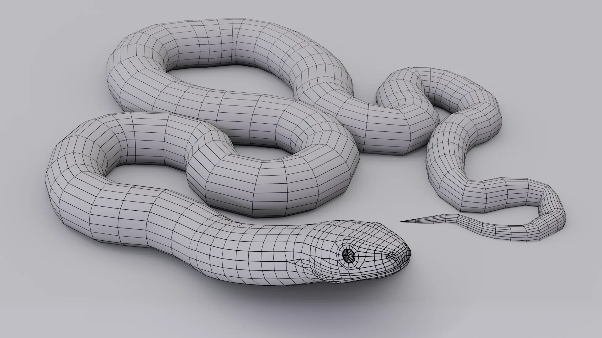 Scarlet King Snake - Animated