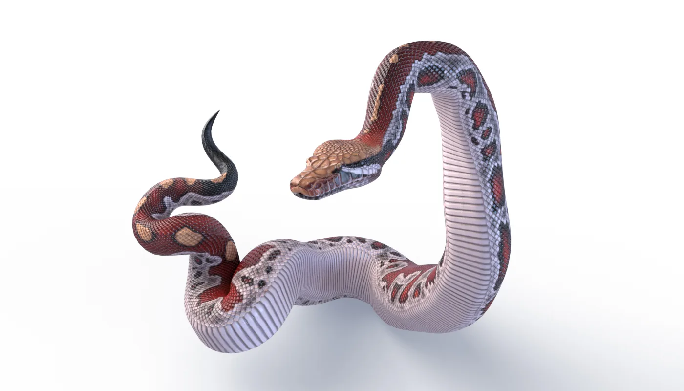 Blood Python - Animated