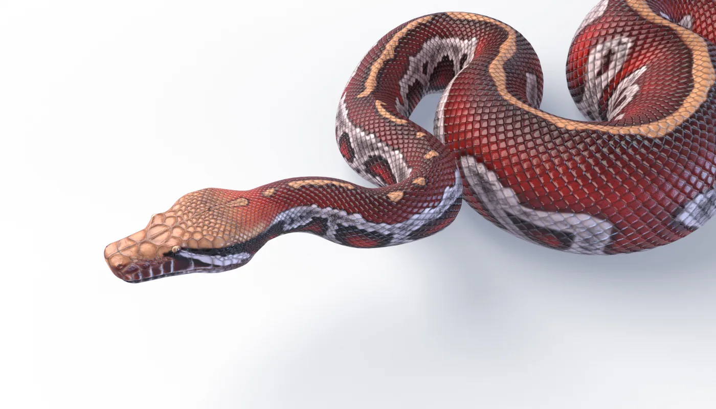 Blood Python - Animated