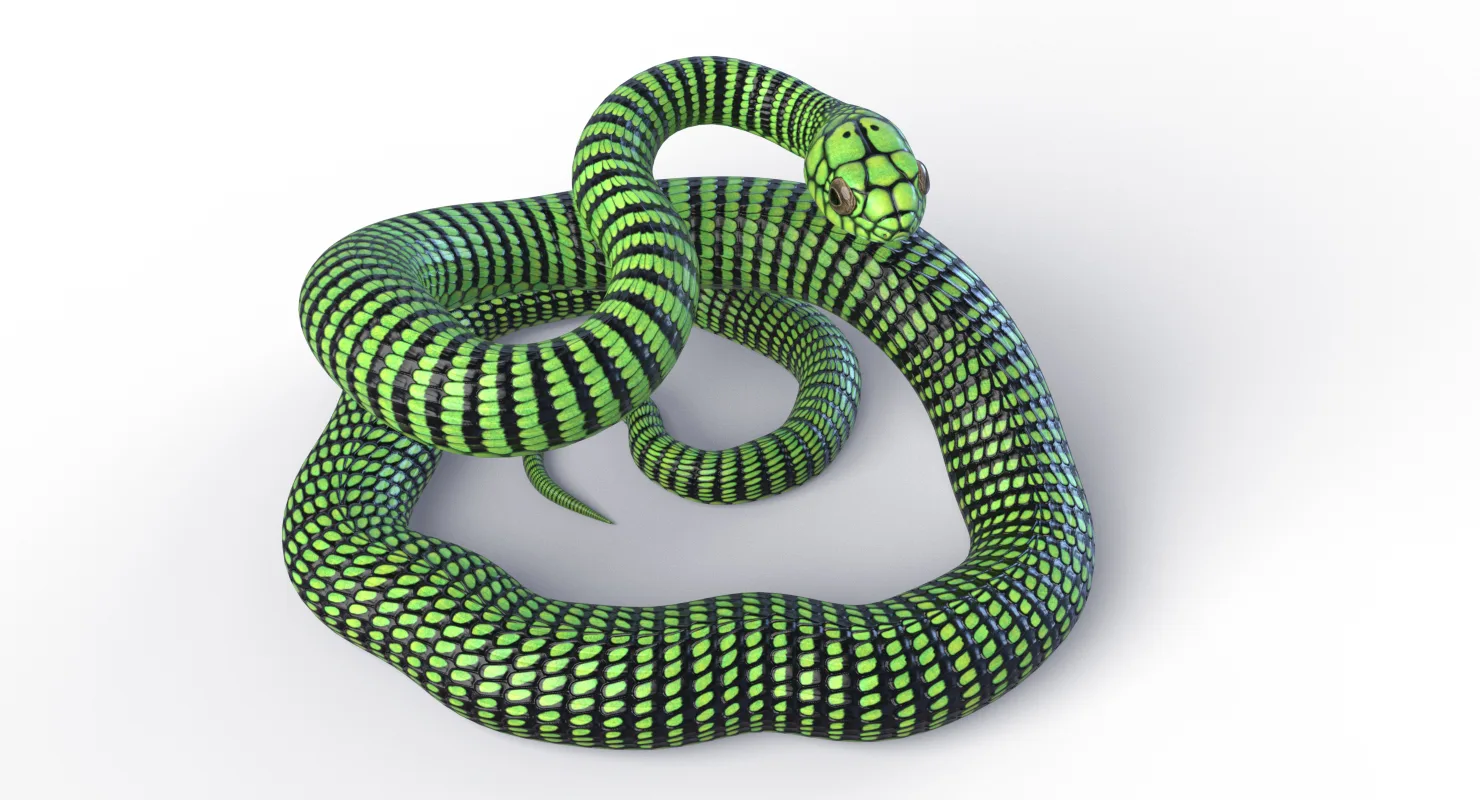 Boomslang Snake - Animated