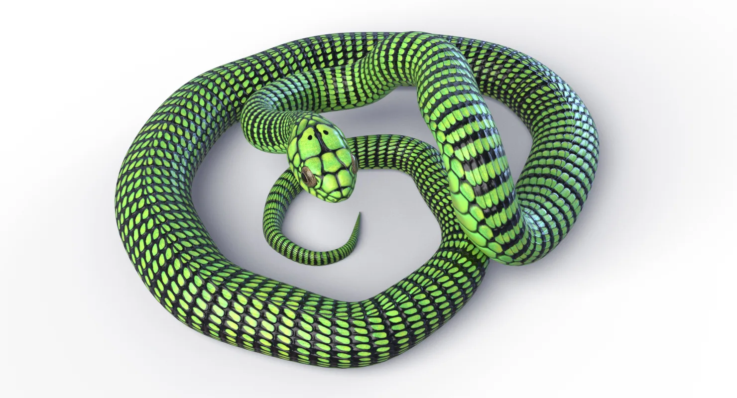 Boomslang Snake - Animated