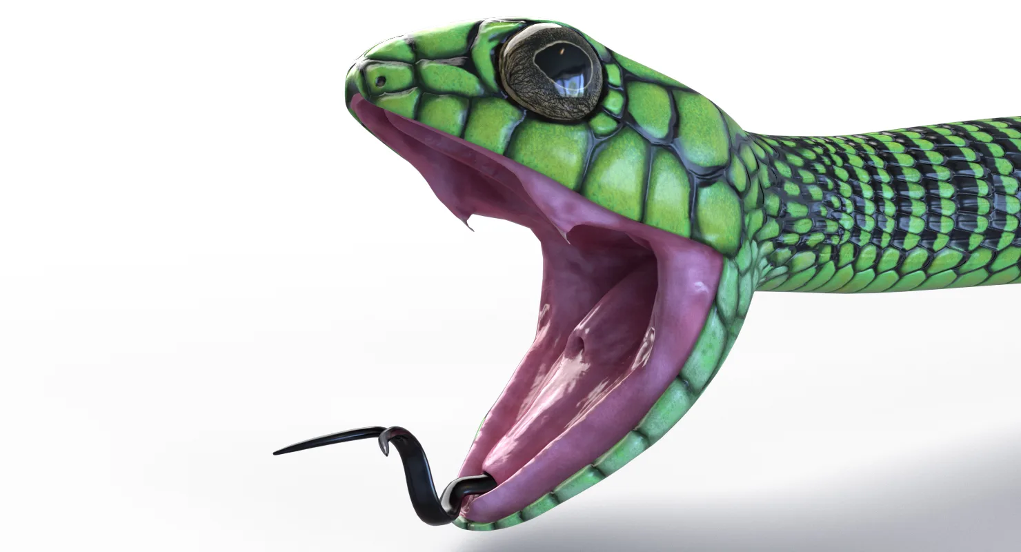 Boomslang Snake - Animated