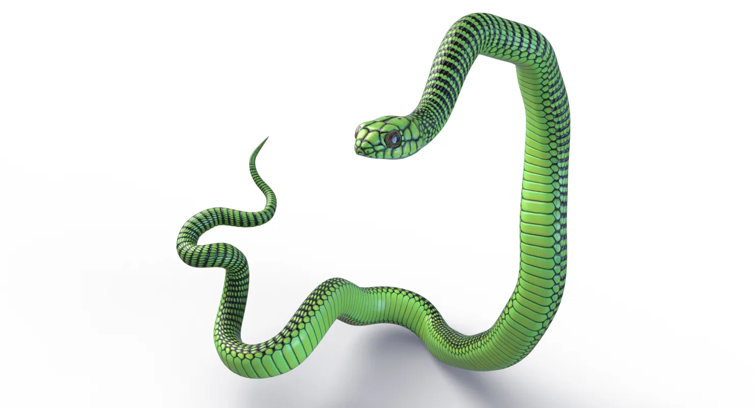 Boomslang Snake - Animated