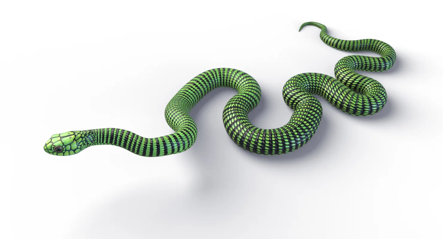 Boomslang Snake - Animated