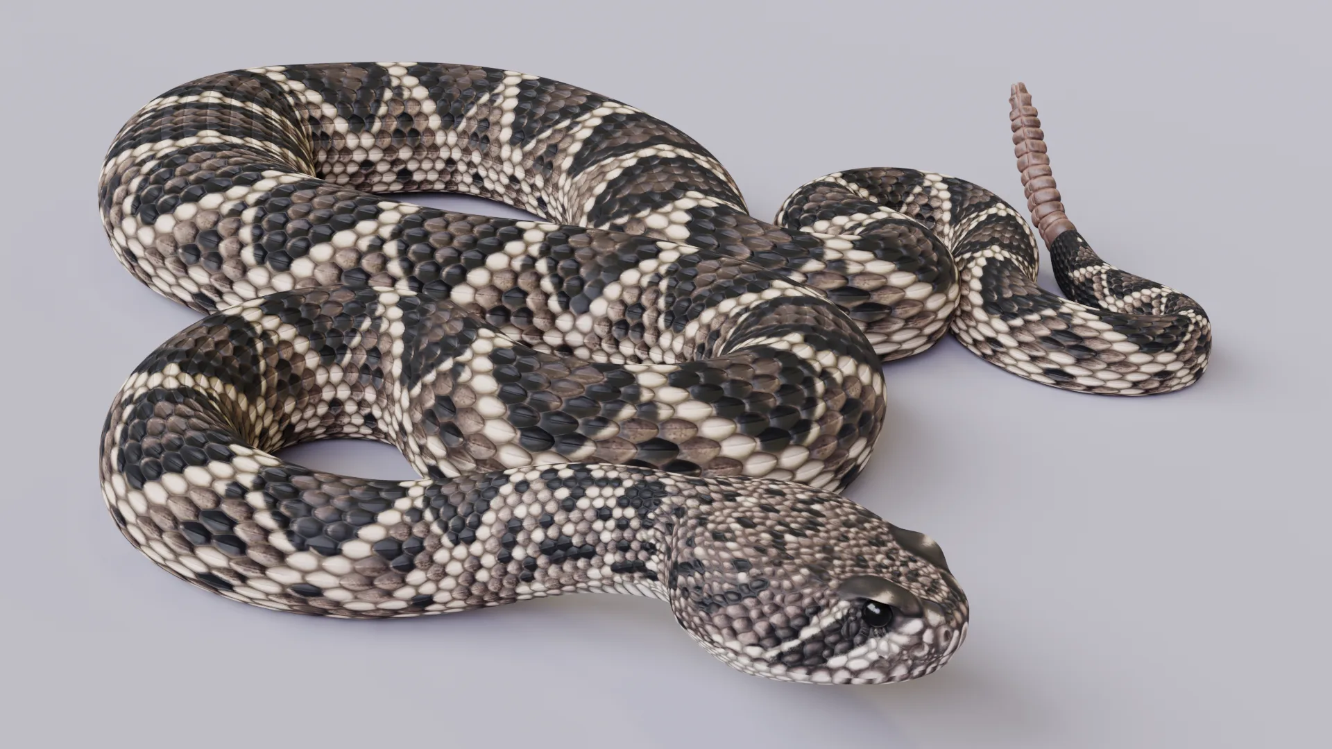 Eastern Diamondback Rattlesnake - Animated