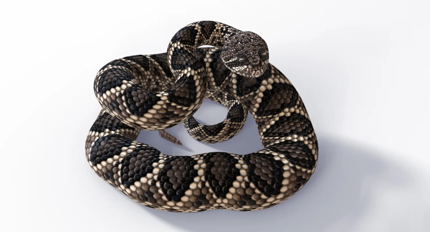 Eastern Diamondback Rattlesnake - Animated