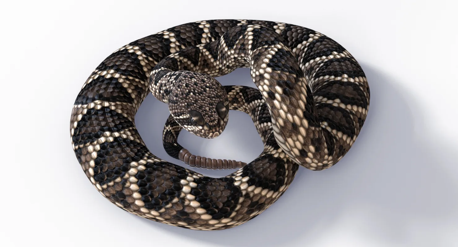 Eastern Diamondback Rattlesnake - Animated