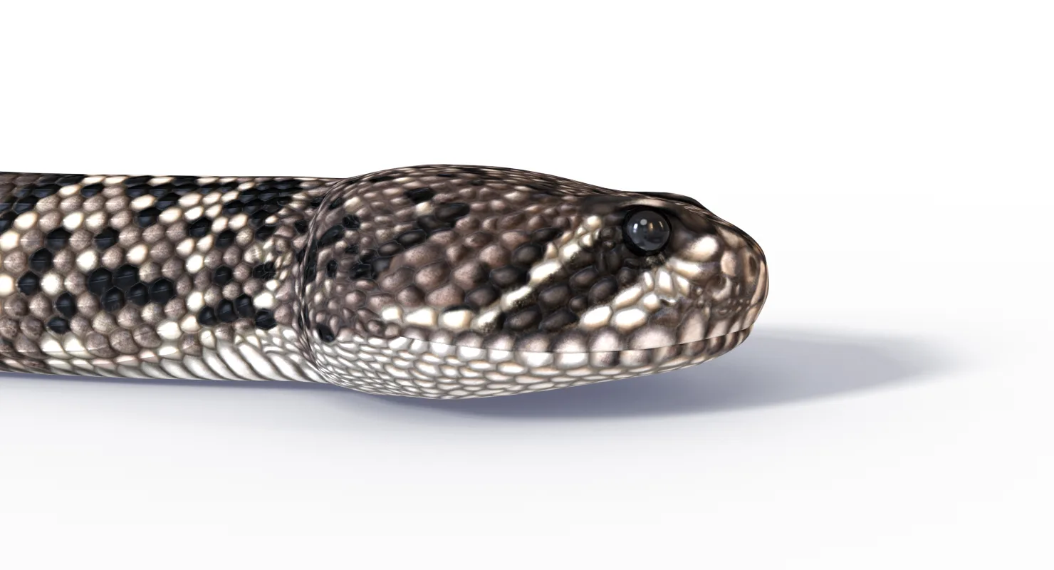 Eastern Diamondback Rattlesnake - FlippedNormals