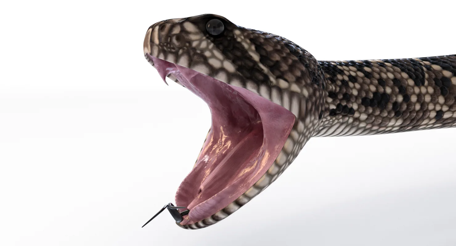 Eastern Diamondback Rattlesnake - Animated