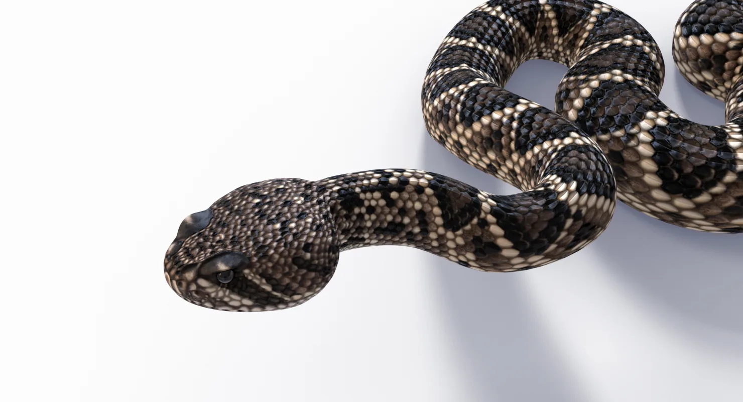 Eastern Diamondback Rattlesnake - FlippedNormals