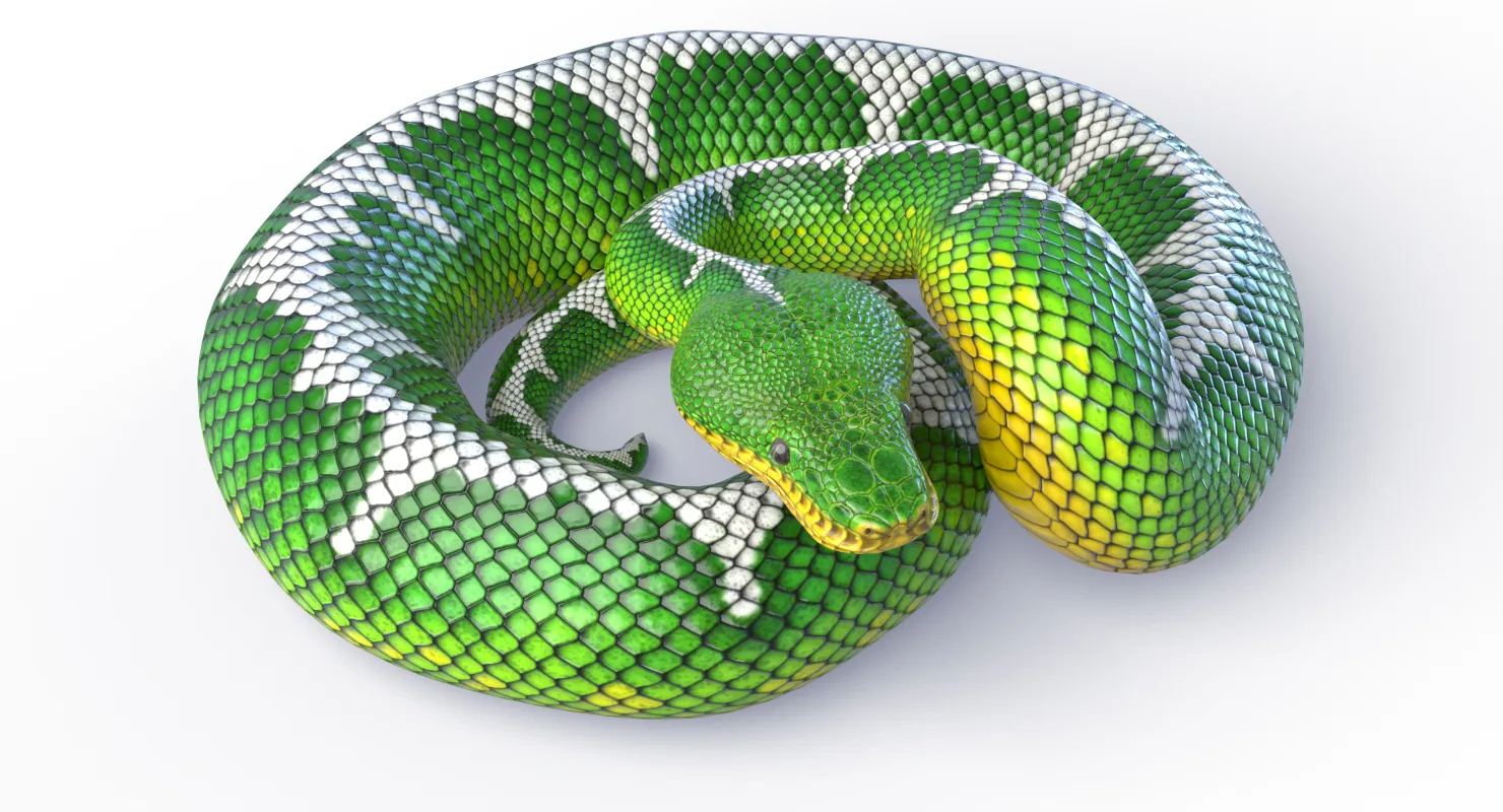 Emerald Tree Boa - Animated