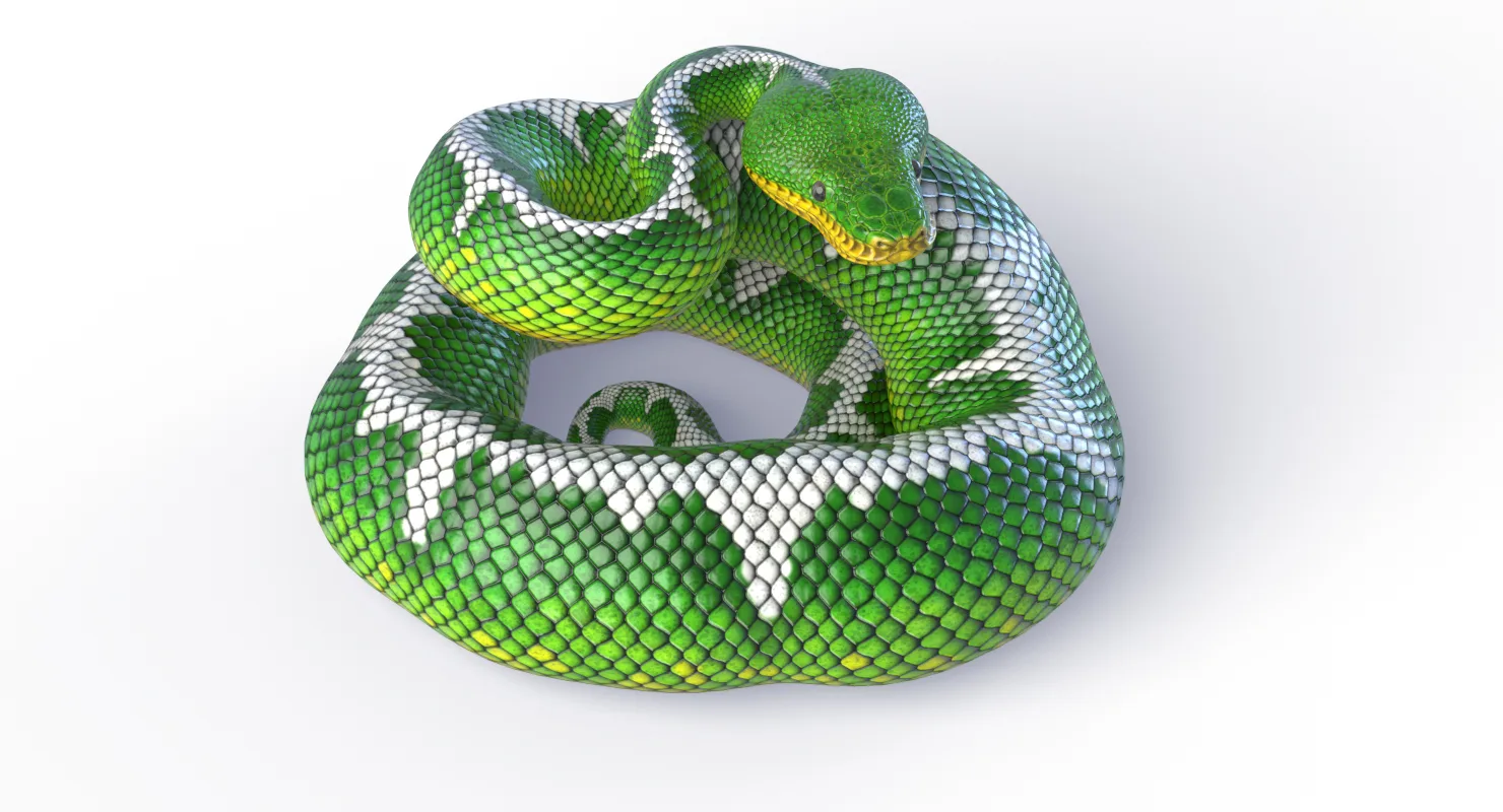 Emerald Tree Boa - Animated