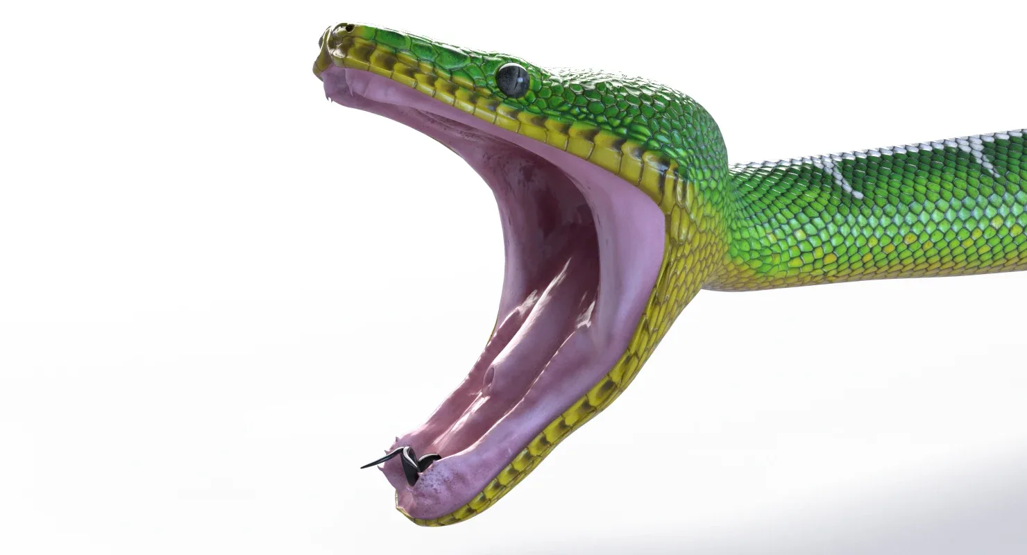 Emerald Tree Boa - Animated