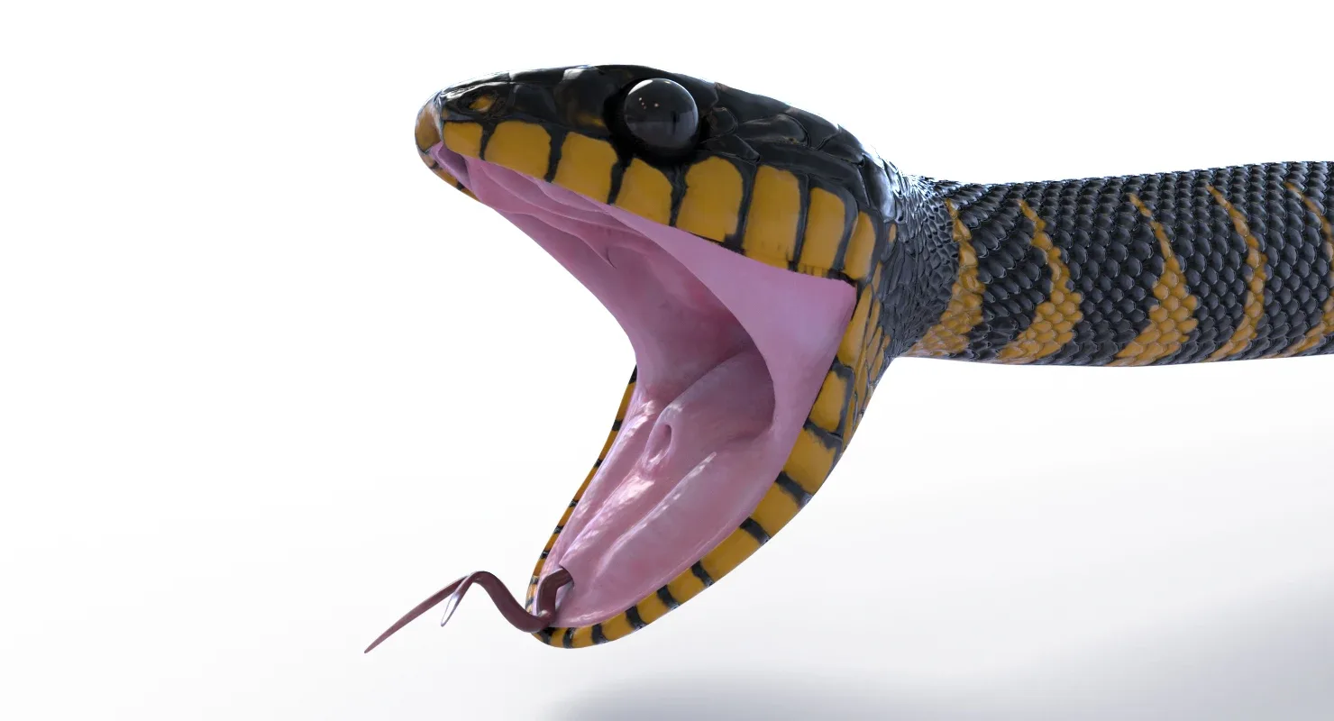 Mangrove Snake - Animated