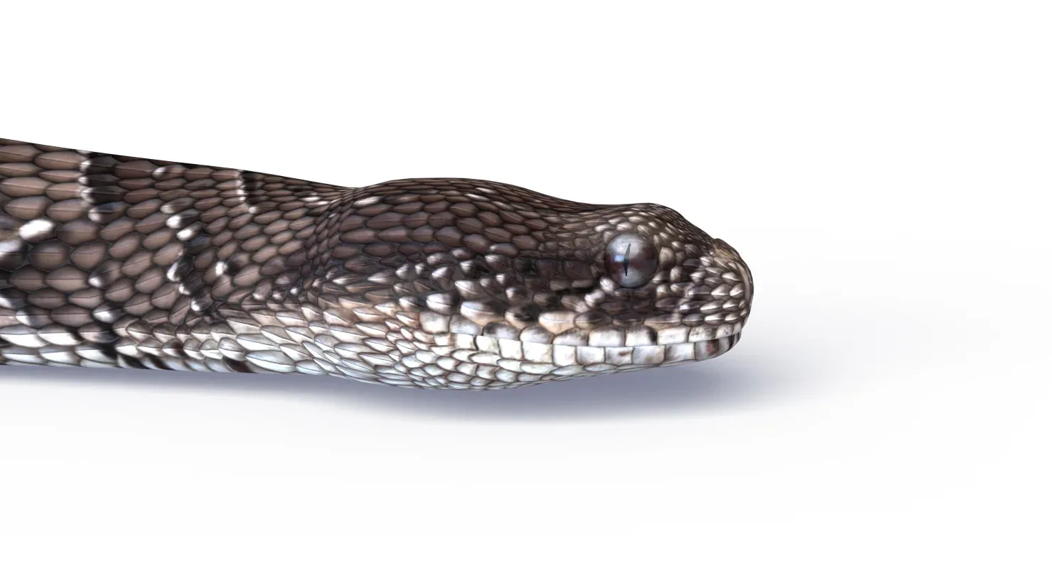 Puff Adder - Animated