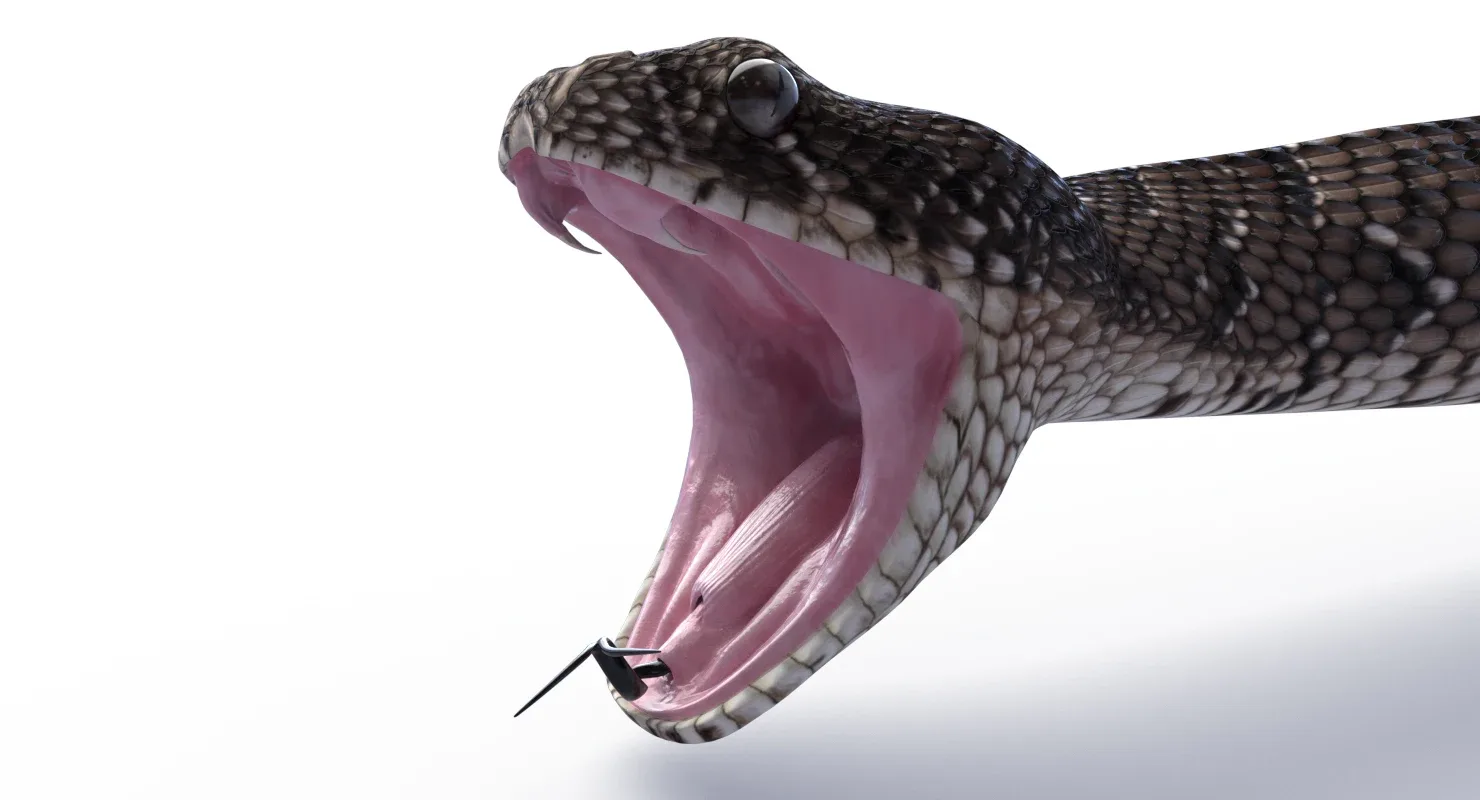 Puff Adder - Animated